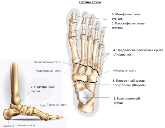 Строение Стопы Фото